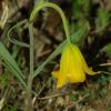 Fritillaria euboeica Rix.