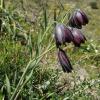 Fritillaria obliqua Ker-Gawl. subsp. tuntasia (Halácsy) Kamari