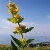 Gentiana lutea L.