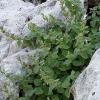 Clinopodium taygeteum (P.H. Davis) Bräuchler