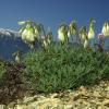 Onosma stridii Teppner.