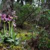 Ophrys tenthredinifera Willd.