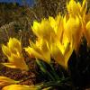 Sternbergia lutea (L.) Ker-Gawl. ex Spreng.