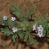 Verbena supina L.