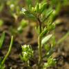 Veronica oetaea Gustavsson