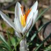 Crocus fleischeri J. Gay