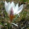 Crocus biflorus Mill. subsp. nubigena (Herb.) B. Mathew