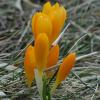 Crocus chrysanthus (Herb.) Herb.