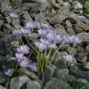 Crocus goulimyi Turrill