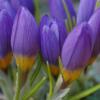 Crocus nivalis Bory & Chaub.