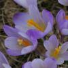 Crocus veluchensis Herb.