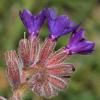 Anchusa undulata L. subsp. sartorii (Guşul) Selvi & Bigazzi.