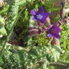 Anchusa undulata L. subsp. sartorii (Guşul) Selvi & Bigazzi.