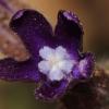 Anchusa undulata L. subsp. sartorii (Guşul) Selvi & Bigazzi.