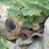 Aristolochia cretica Lam.