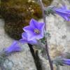 Campanula lyrata Lam.