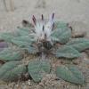 Centaurea aegialophila Wagenitz