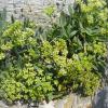 Crithmum maritimum L.