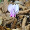 Cyclamen hederifolium Sol. ex Aiton