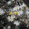 Achillea maritima (L.) Ehrend. & Y. P. Guo