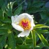 Paeonia clusii Stern