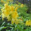 Rhododendron luteum Sweet