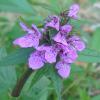 Stachys palustris L.