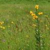 Αλπικό λιβάδι με (Alpine meadow with ) Lilium albanicum 