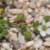 Arenaria leucadia Phitos & Strid.