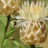 Centaurea chrysocephala Phitos & T. Georgiadis.