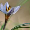 Crocus biflorus Mill. subsp. nubigena (Herb.) B. Mathew.