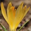 Crocus cvijikii Košanin.