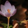 Crocus robertianus C.D. Brickell.