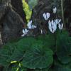 Cyclamen persicum Mill.