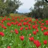 Χωράφι με (Field with) Tulipa agenensis 