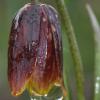 Fritillaria drenovskii Degen & Stoj.