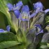 Gentiana cruciata L.