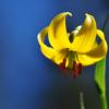 Lilium albanicum Griseb.