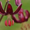 Lilium martagon L.