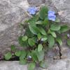 Omphalodes luciliae Boiss.