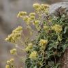 Potentilla speciosa Willd.