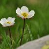 Ranunculus cacuminis Strid & Papan.