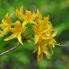 Rhododendron luteum Sweet.