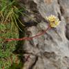 Saxifraga paniculata Mill.