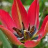 Tulipa orphanidea Boiss. ex Heldr.