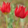 Tulipa undulatifolia Boiss.