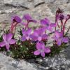 Viola delphinantha Boiss.