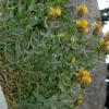 Centaurea lancifolia Spreng.