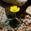 Ranunculus radinotrichus Greuter & Strid