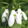 Galanthus ikariae Baker